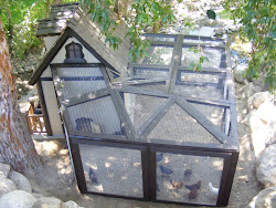 chicken fancy cottage coop coops run playhouse builder