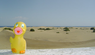 maspalomas paco duck