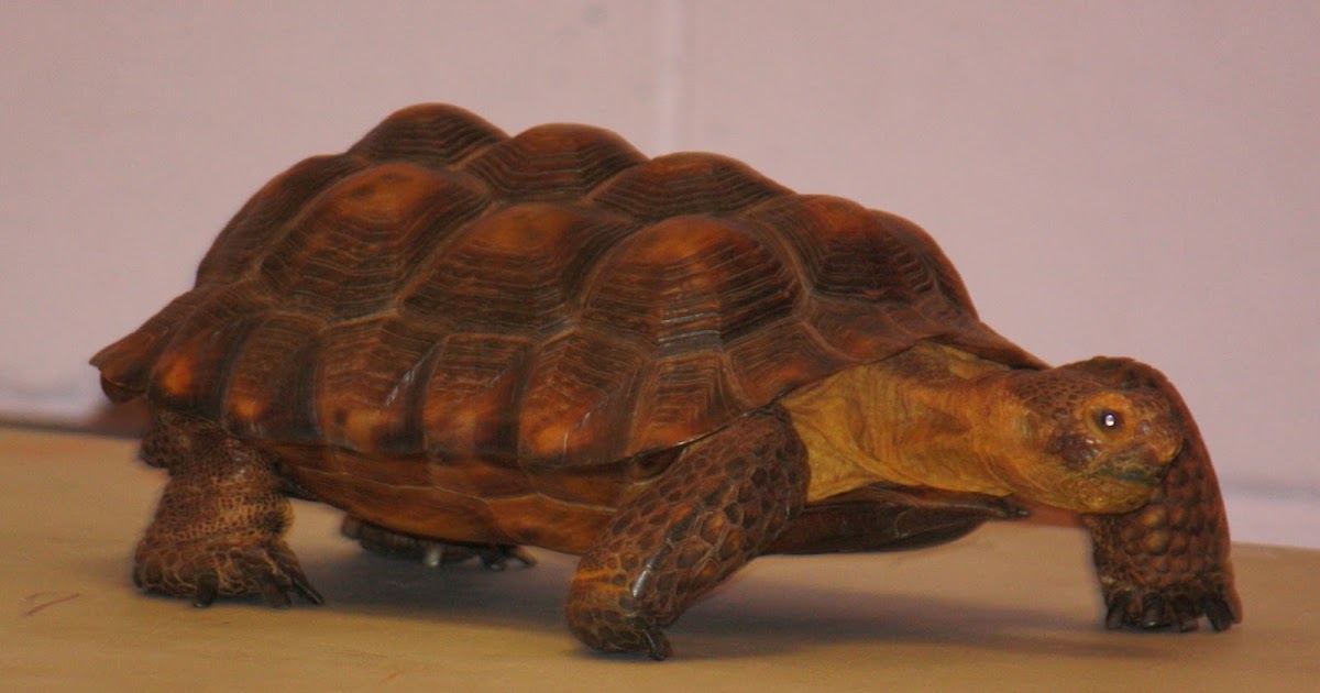 The Boroughs Review: Super Science Sundays