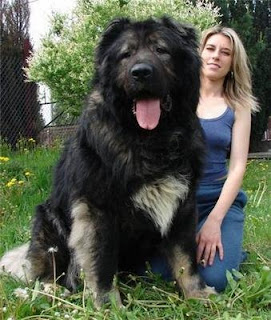 Carpathian Shepherd Dog and Human