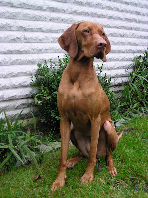 German Short Haired Terrier. German Shorthaired