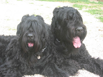 33 HQ Photos Black Russian Terrier Puppies Ohio : Black Russian Terrier Puppy Pictures | Black russian ...