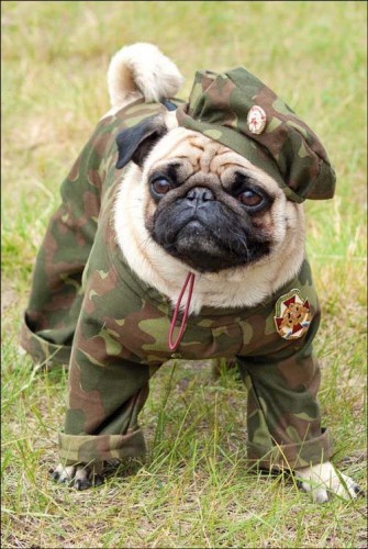 perro+disfraz+militar.jpg
