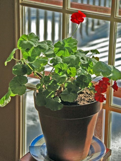 [winter-geranium.jpg]