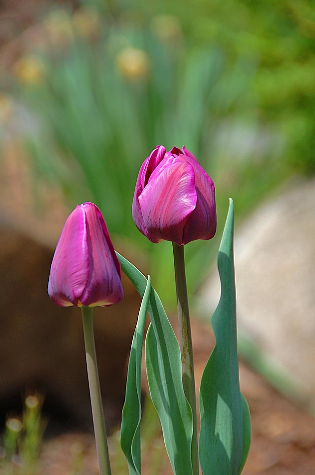 Content in a Cottage Tulips And Two Lips