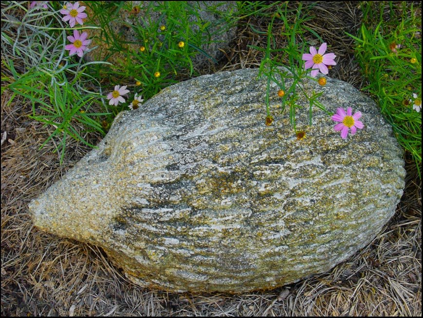 [hedgehogresized.jpg]