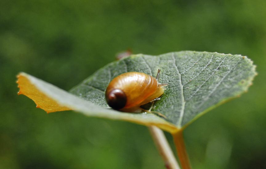 [snail003.jpg]