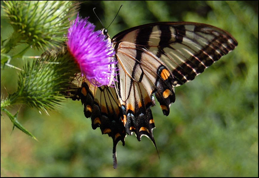 [greatbutterfly.jpg]