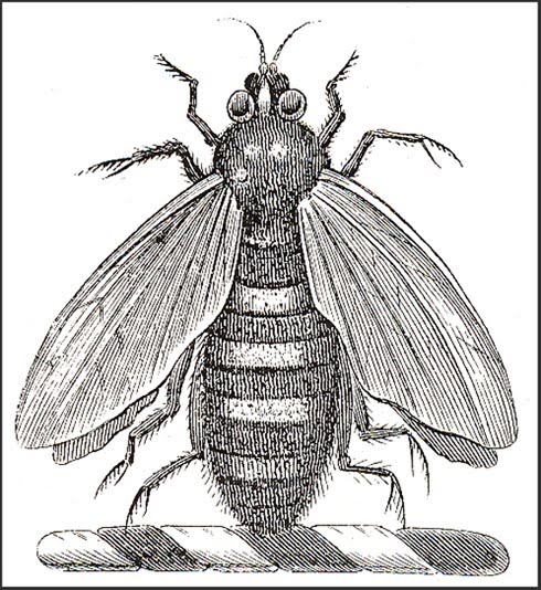 [bee_crest.jpg]