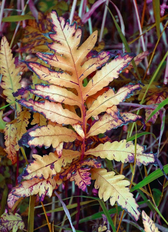 [ferns+in+the+fall.jpg]