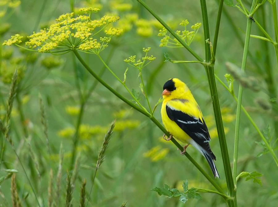 Content in a Cottage: Beautiful Goldfinch | NJ State Bird