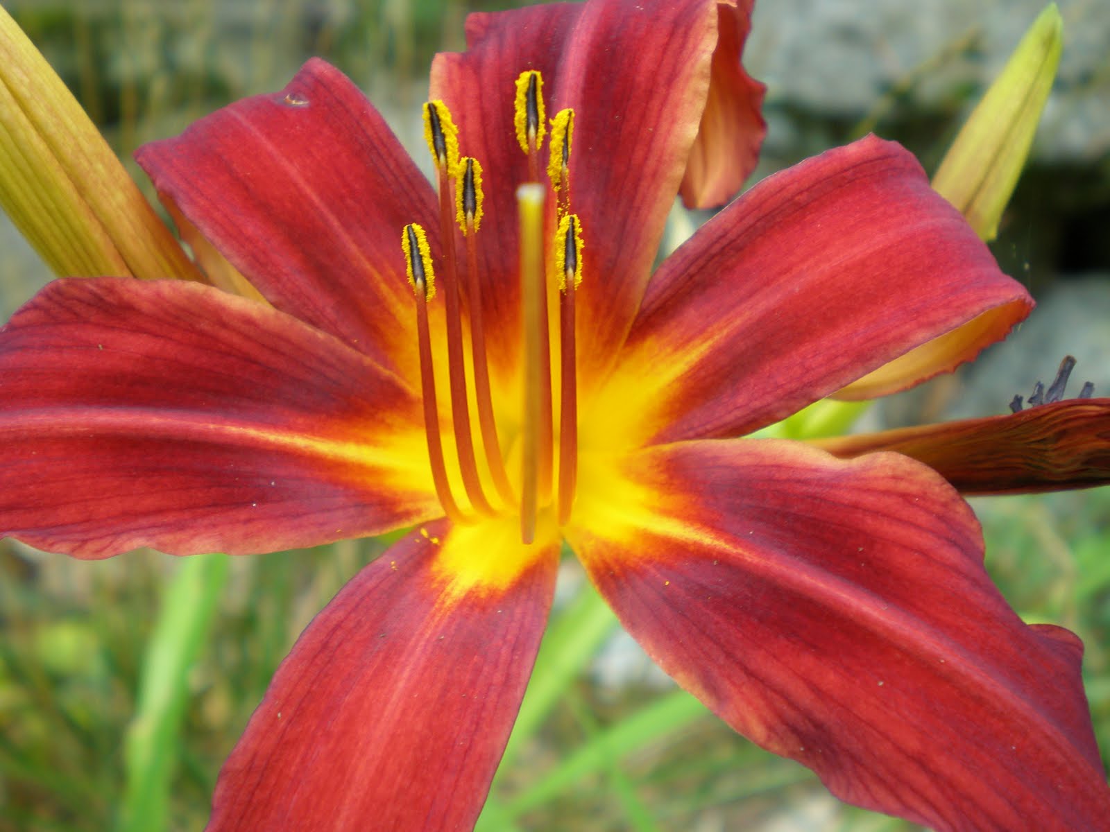 Dreaming of Asia in Texas Lilies