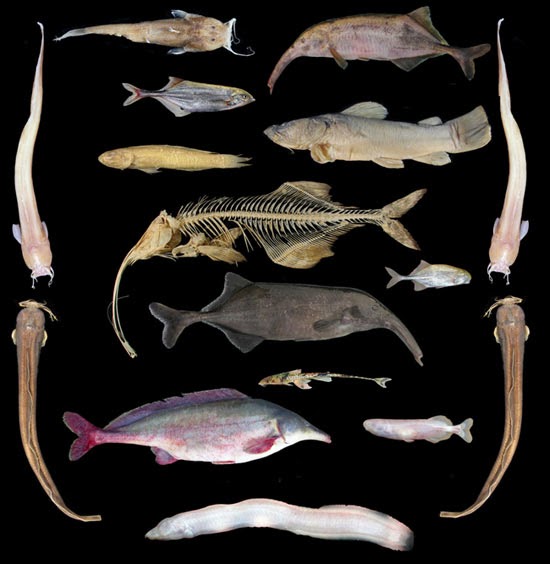 Ugly Overload: Congo Fish