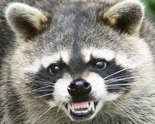 [raccoon-by-nal_miama-at-flickr-2753.jpg]