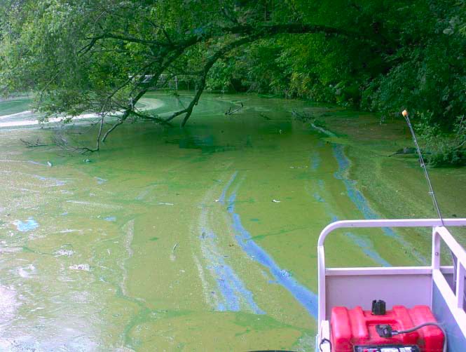 Tainter Menomin Lake Improvement Association Fact Finding Meeting