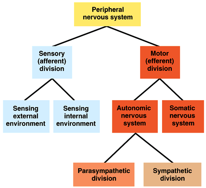 MEDICAL SITE DEVELOPMENT OF CNS