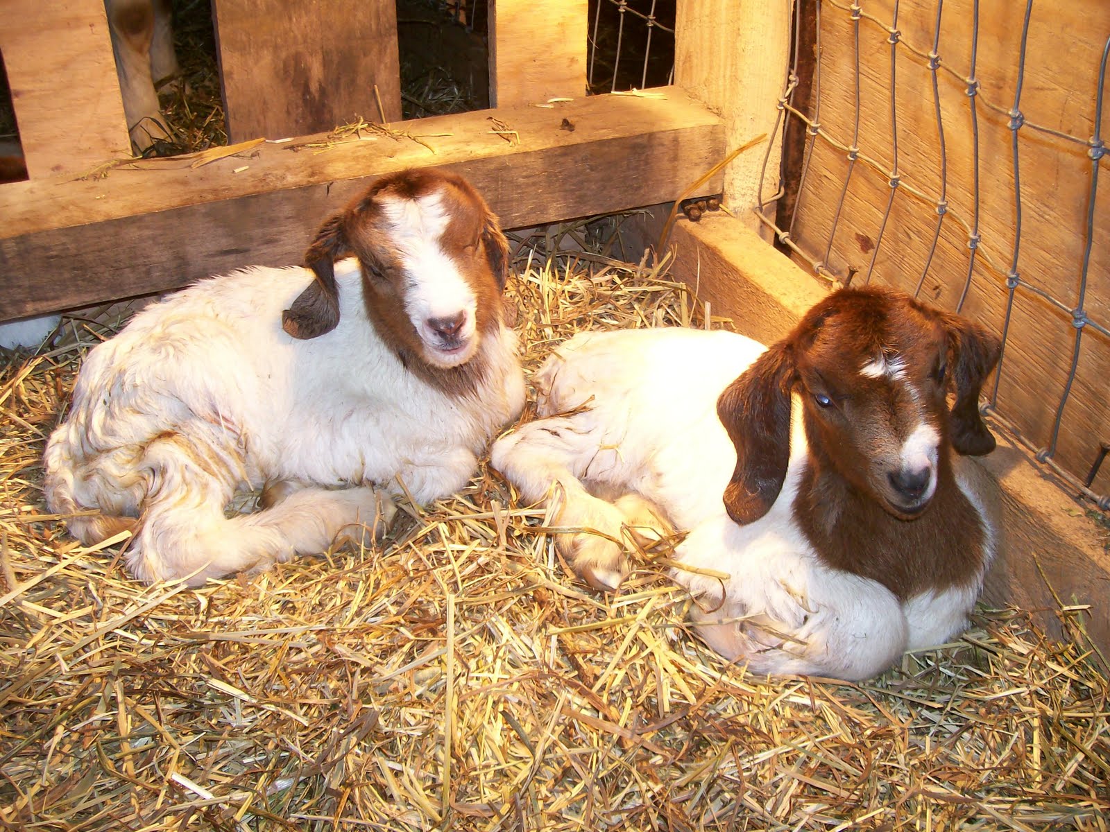 Lone Pine Farm Journal