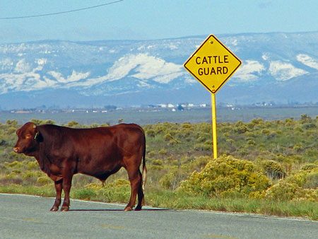 [Cattle.Guard.jpg]