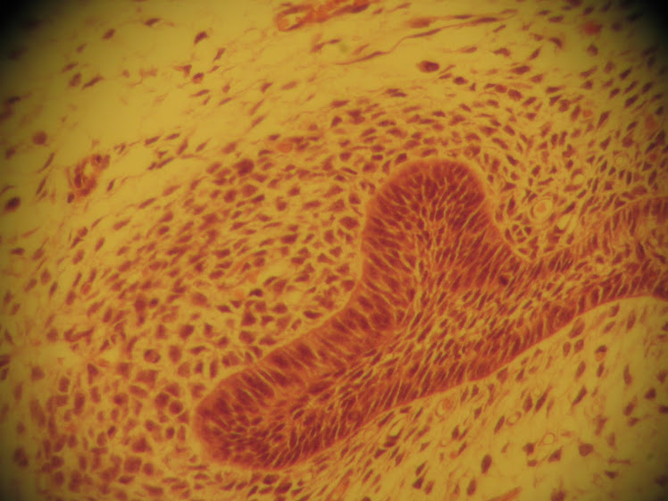 HISTOLOGIA & EMBRIOLOGIA - UCB