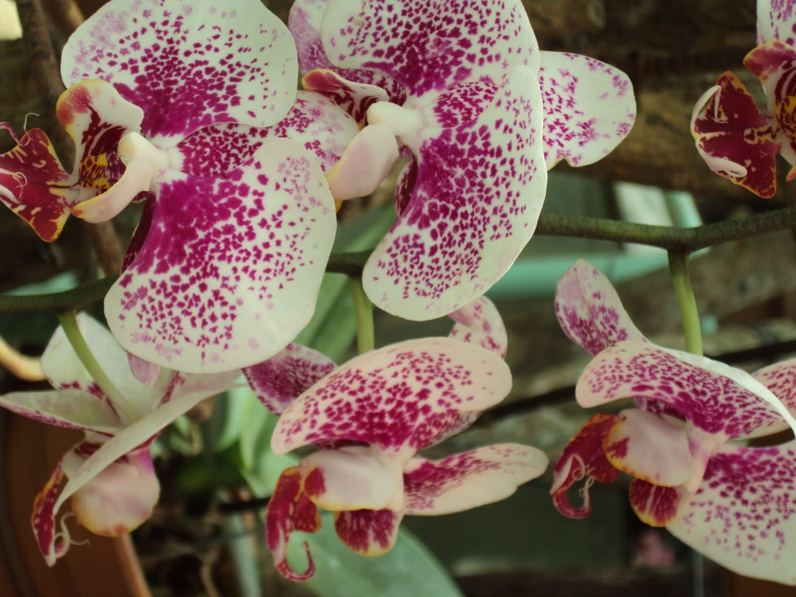 Orchids and other Variety of Flowers more orchids