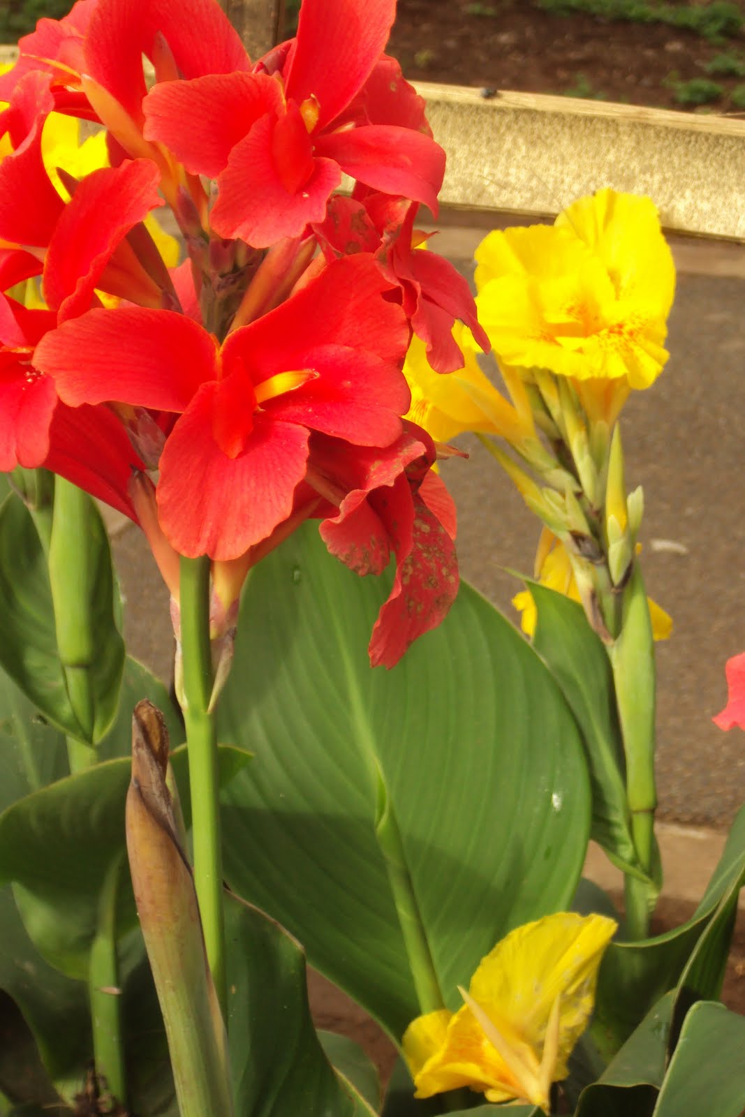 Orchids and other Variety of Flowers Bandera Española 2
