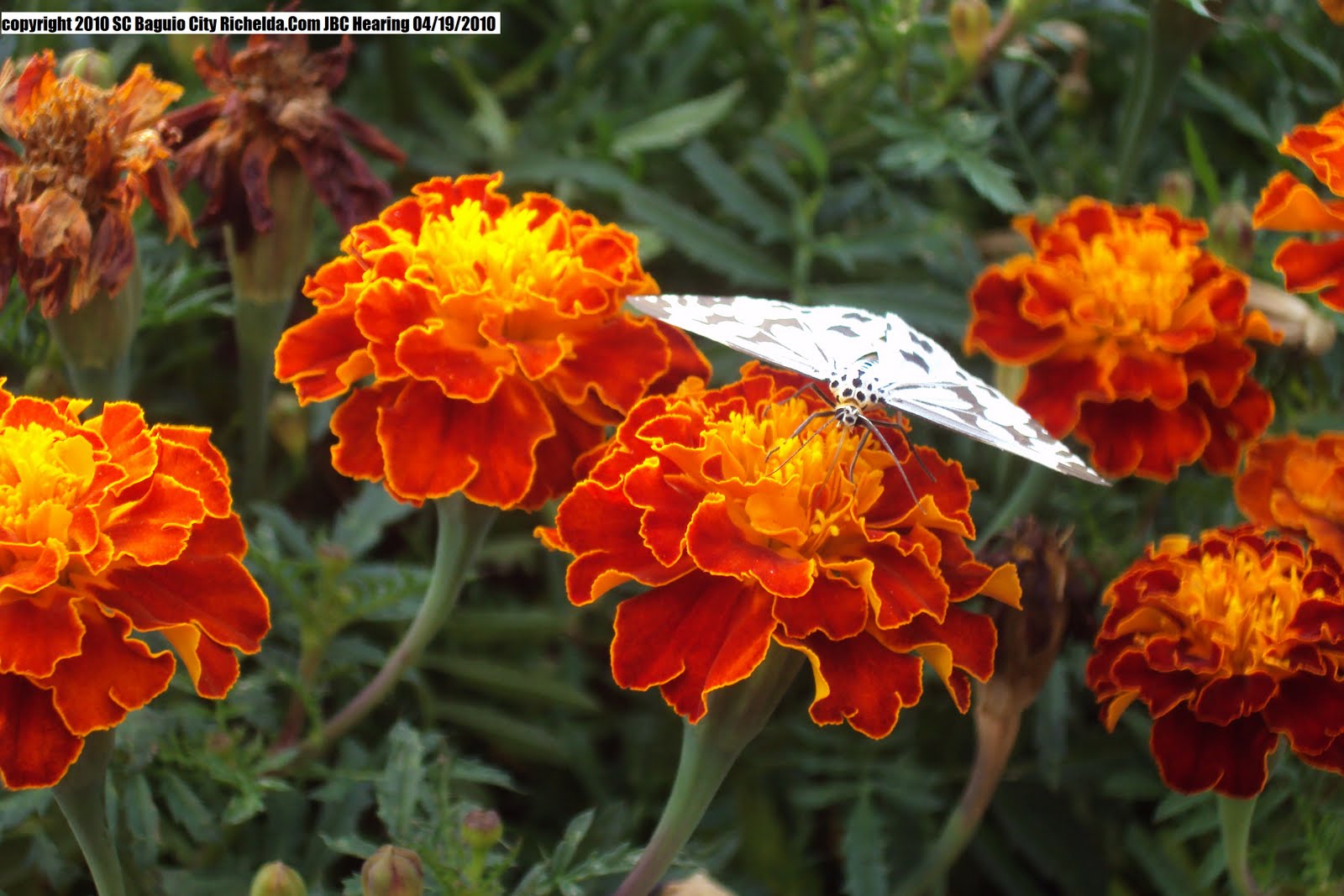 Orchids and other Variety of Flowers More More Flowers
