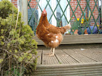 One of our ex-battery hens