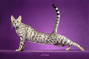 silver spotted tabby cat