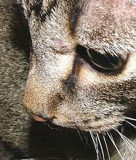 cat with cancer