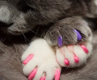soft paws cat claws