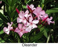oleander house plant poisonous to a cat