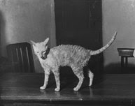 Founding Cornish Rex cat Kallibunker