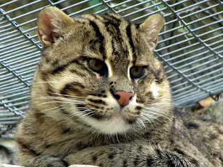 fishing cat