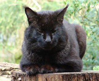 melanistic Jungle cat