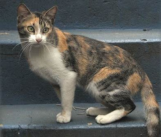 a Brazilian Shorthair cat