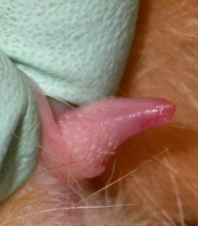 Male Cat Penis 61