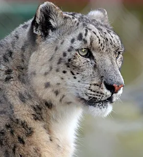 Snow Leopard