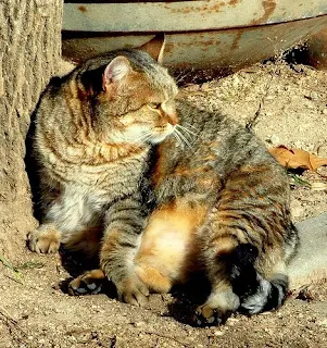 fat stray cat