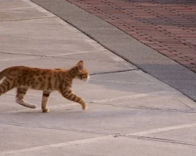feral cat crossing road
