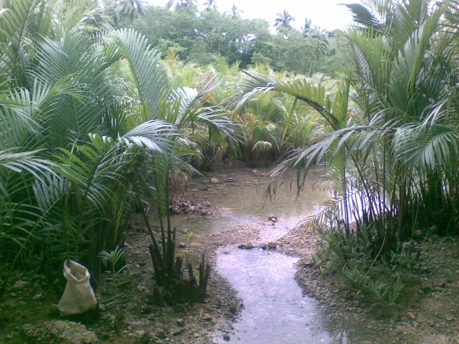 adventures in sustainability: Bojo River Ecotourism, Aloguinsan, Cebu