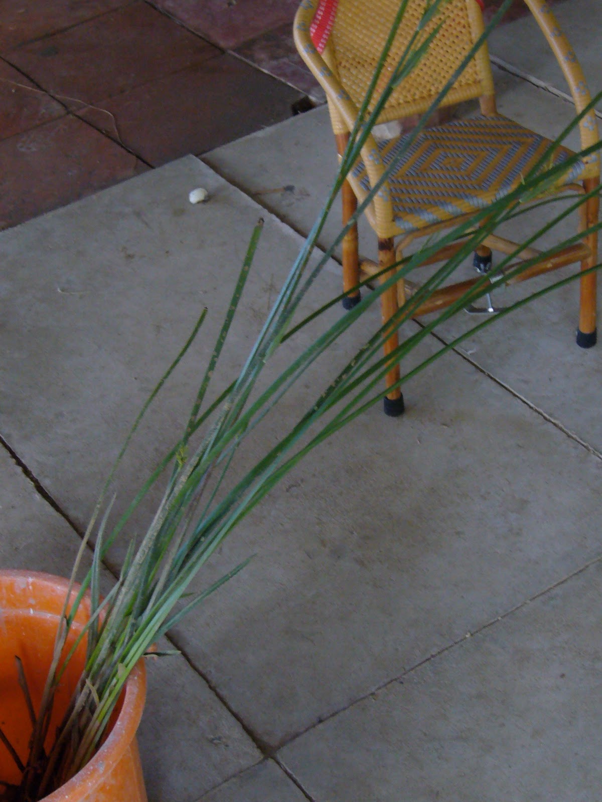 adventures in sustainability Traditional Reed Mats in Ben Tre, Vietnam