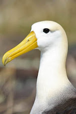 Waved-Albatross