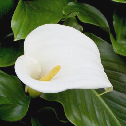 Flowers: Calla Lily
