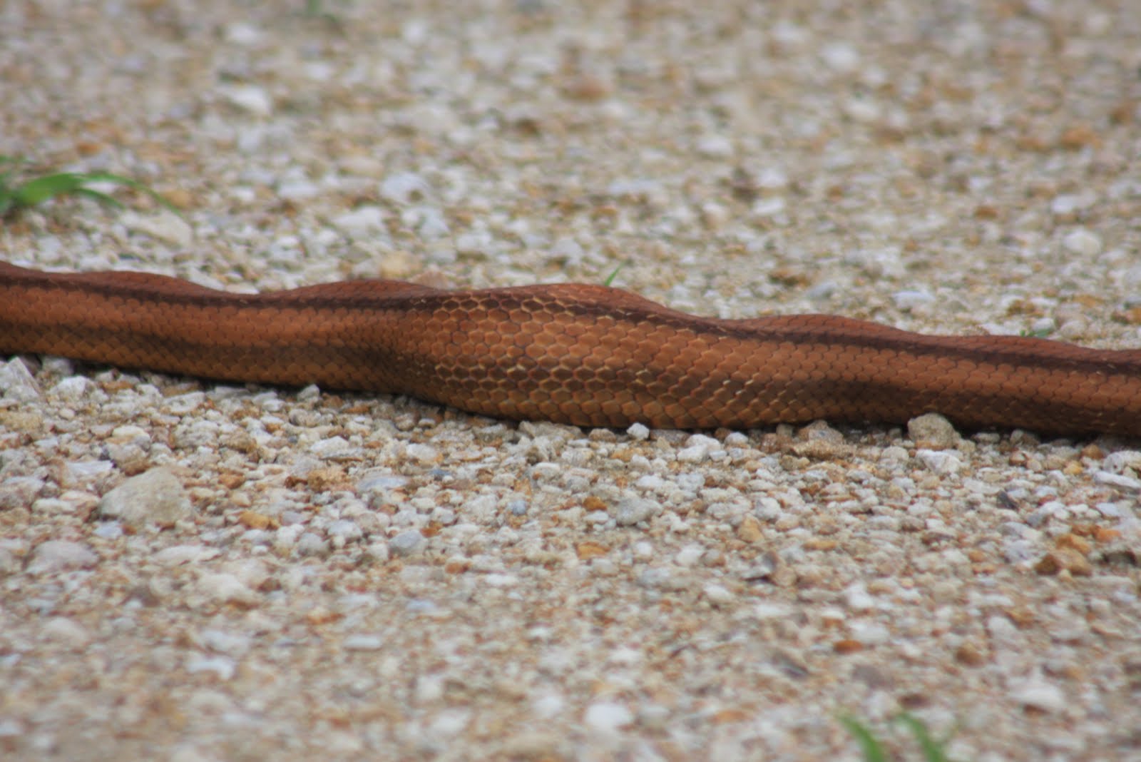 Jungle Pete's Earthbound Small Bites The Yellow Rat Snake