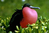 [Fregata_magnificens1-piccol.jpg]