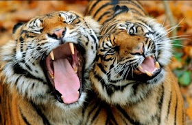 [Image: tiggerssingn.jpg]