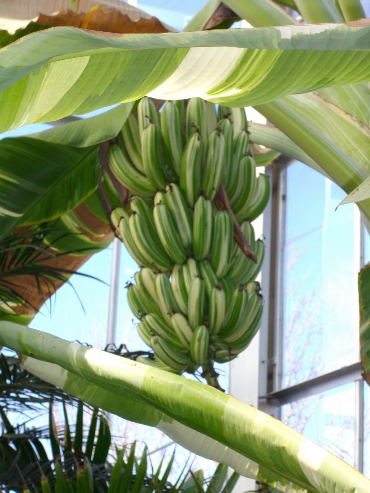 Sherri's Jubilee Pictures of the Botanical Garden Visit