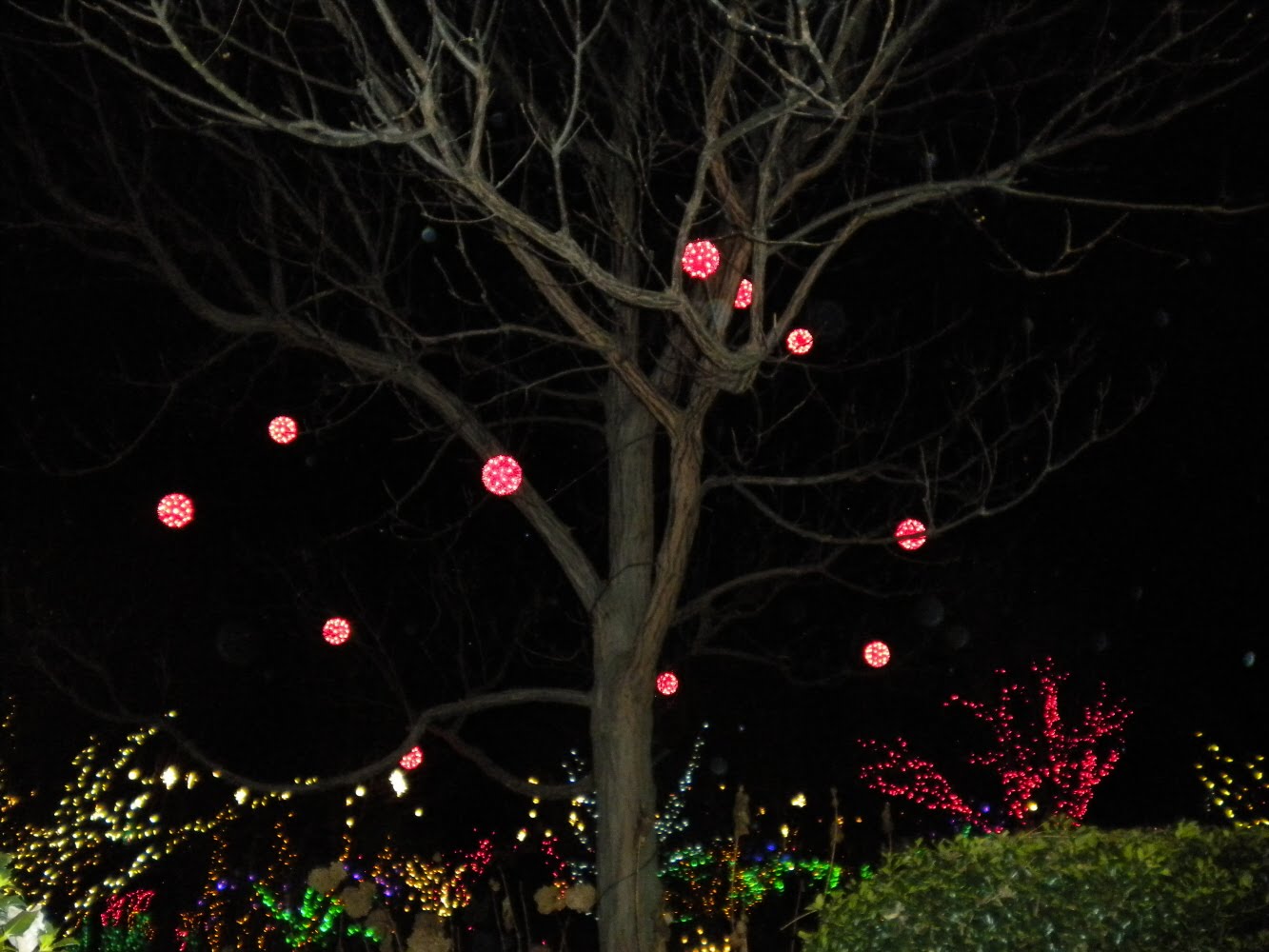 Sherri's Jubilee: Daniel Stowe Botanical Garden with Christmas Lights!