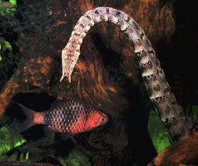 tentacled snake 10 Jenis Ular Paling Eksotik Di Dunia