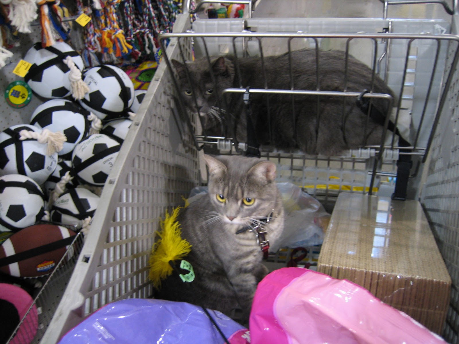 ShoppingKharma What comes around goes around How to teach a cat to walk on a leash?